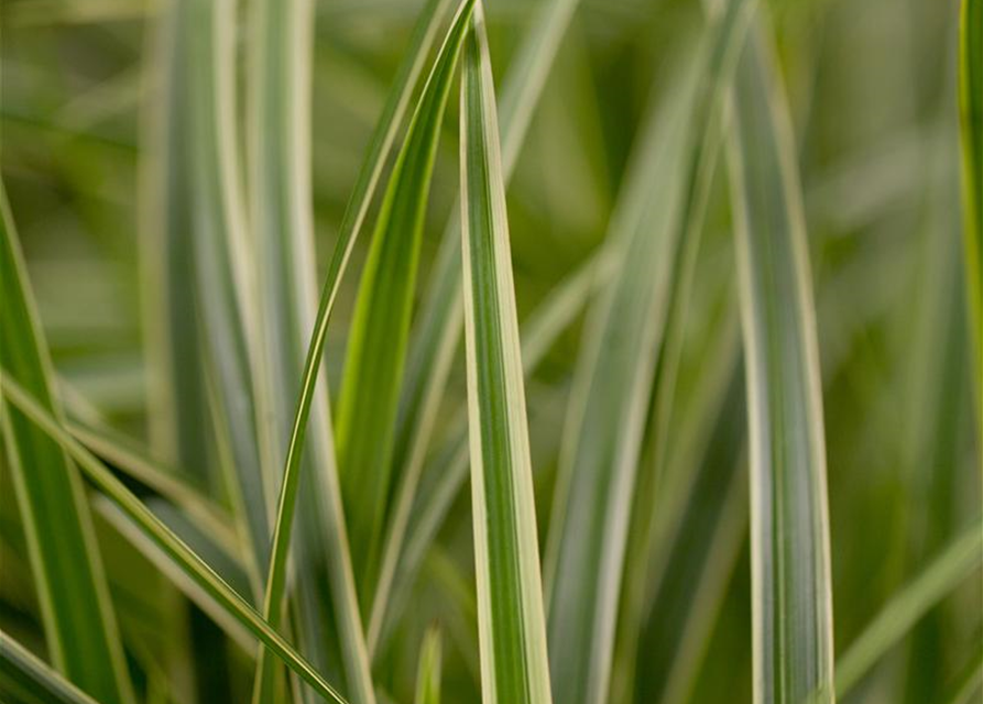 Carex morrowii