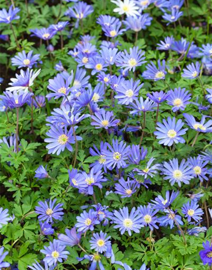 Anemone blanda