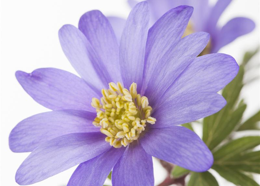 Anemone blanda