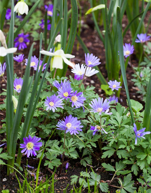 Anemone blanda