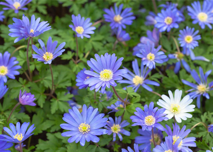 Anemone blanda