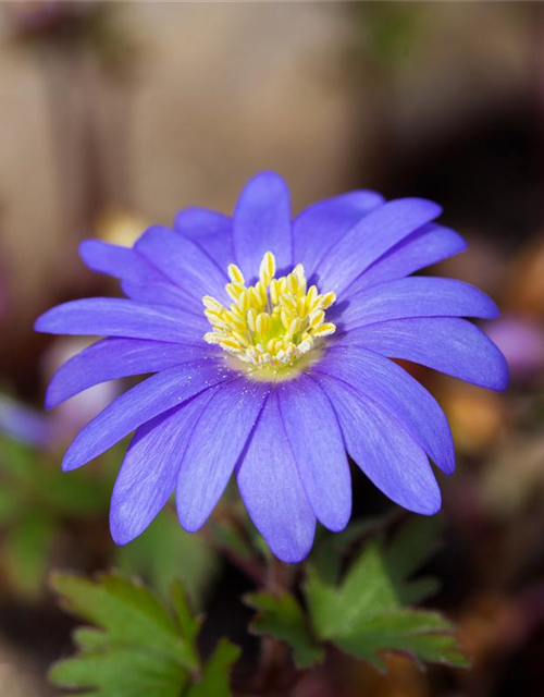 Anemone blanda