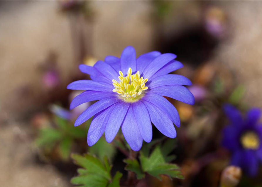 Anemone blanda