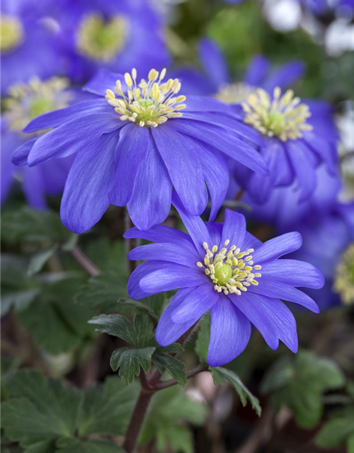 Anemone blanda