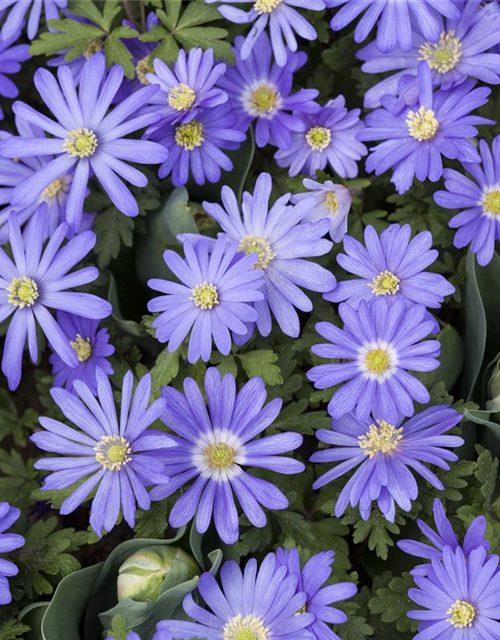 Anemone blanda