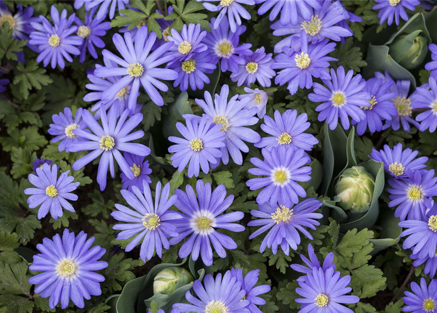 Anemone blanda