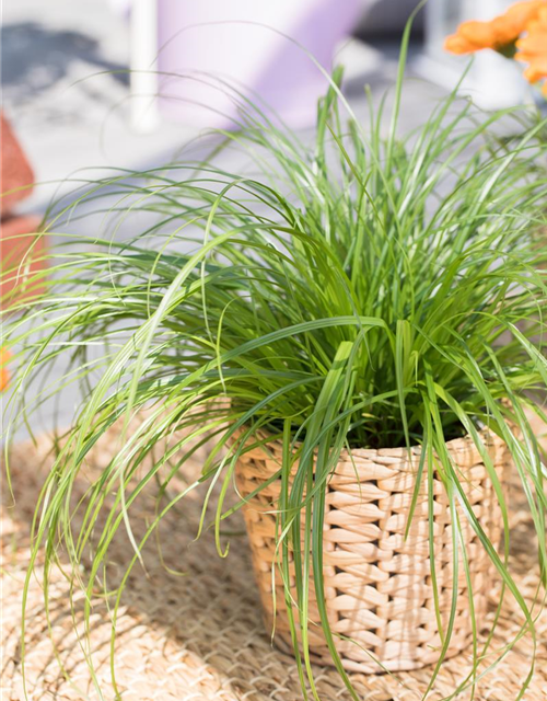 Cyperus zumula