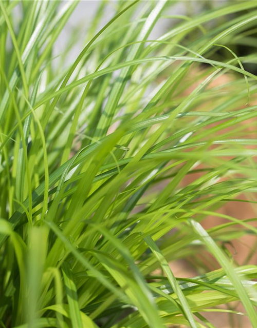 Cyperus zumula