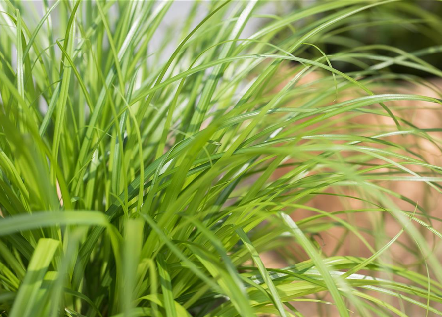 Cyperus zumula