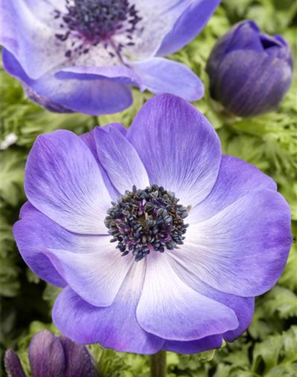 Anemone coronaria