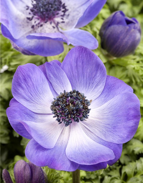 Anemone coronaria