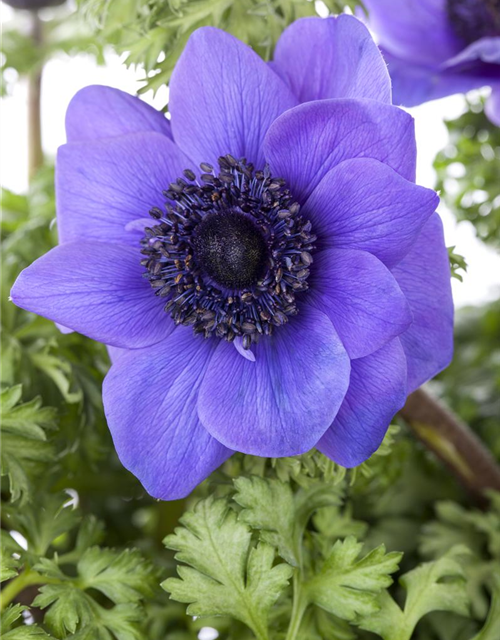 Anemone coronaria