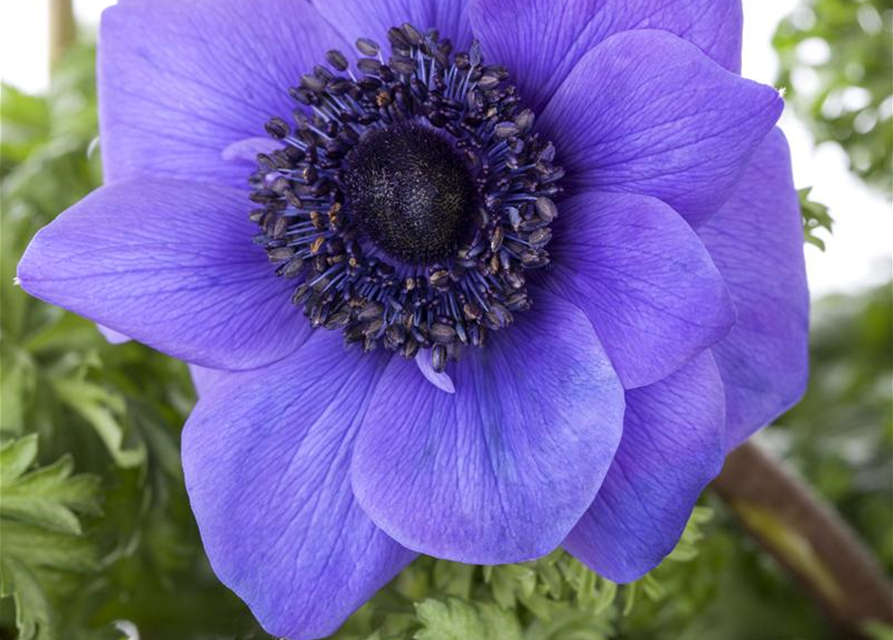 Anemone coronaria