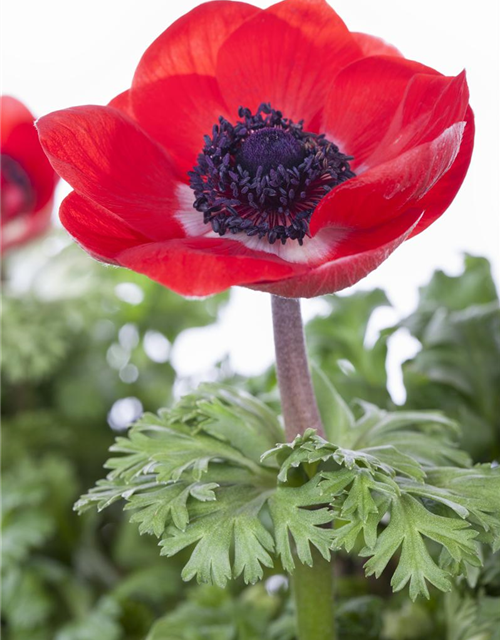 Anemone coronaria