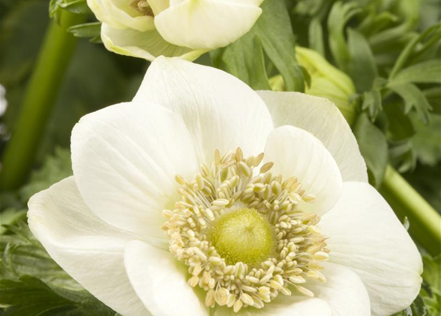 Anemone coronaria