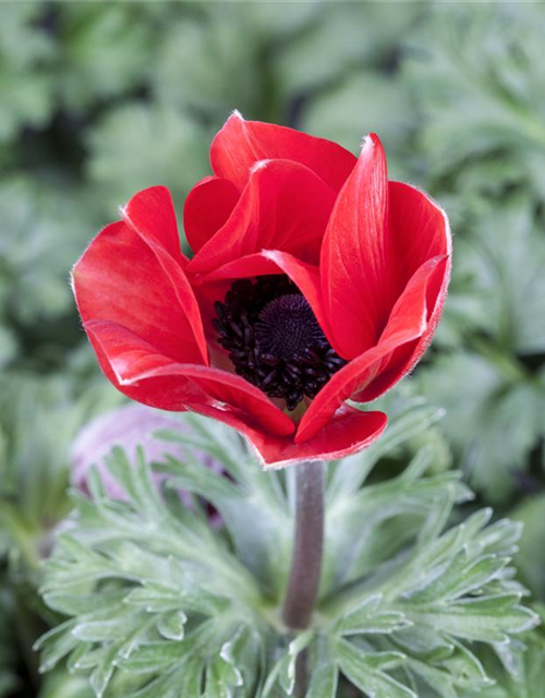 Anemone coronaria