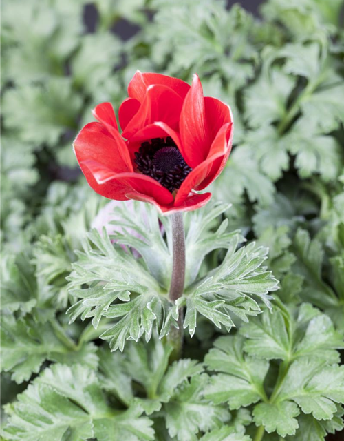 Anemone coronaria