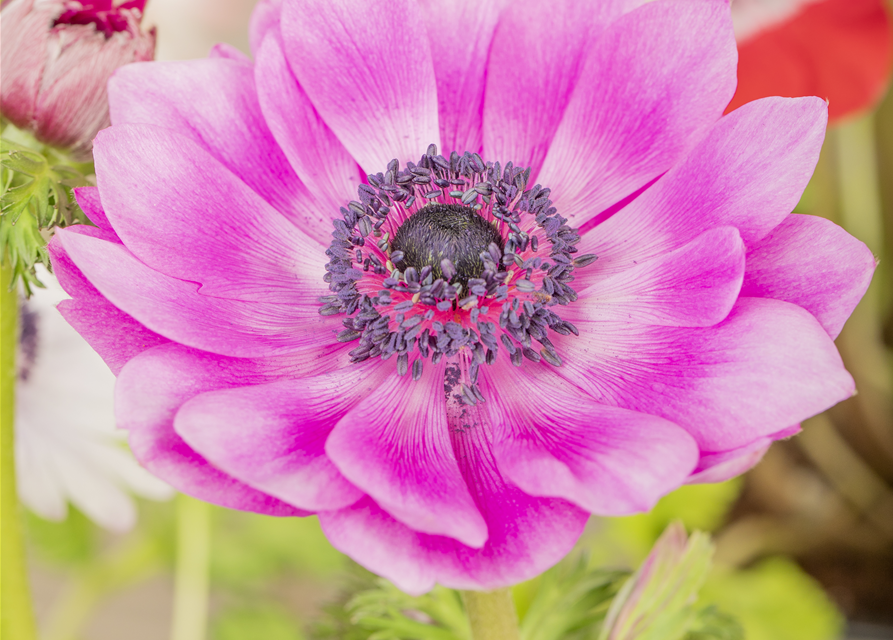 Anemone coronaria