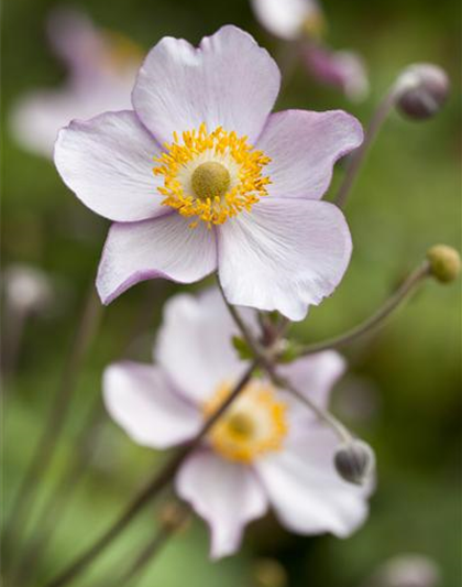 Anemone japonica