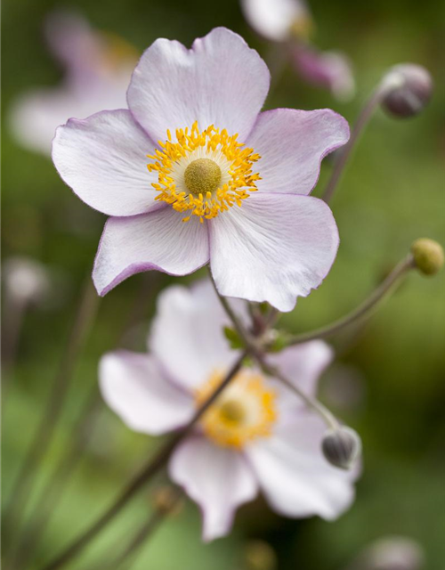 Anemone japonica