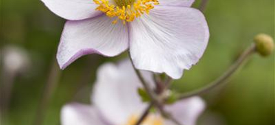 Anemone japonica