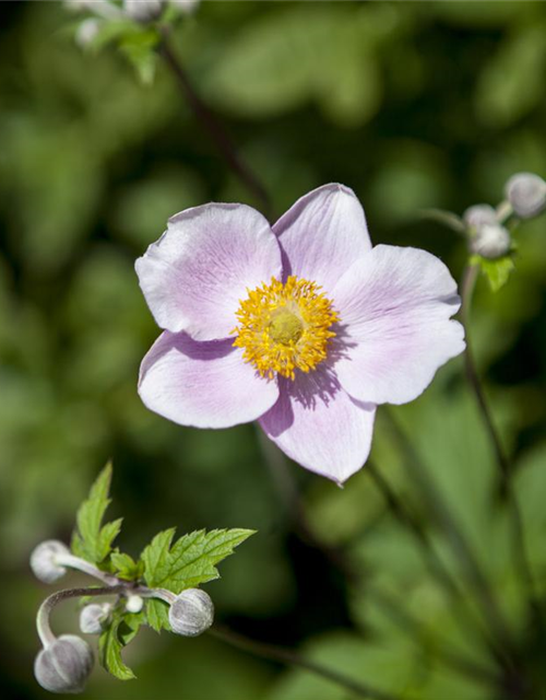 Anemone japonica