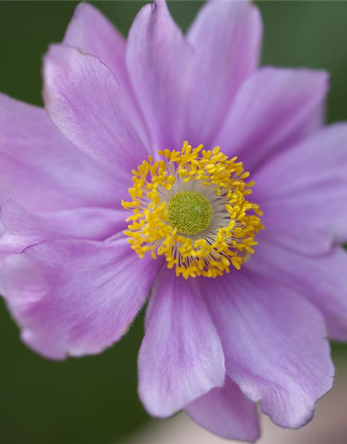 Anemone japonica