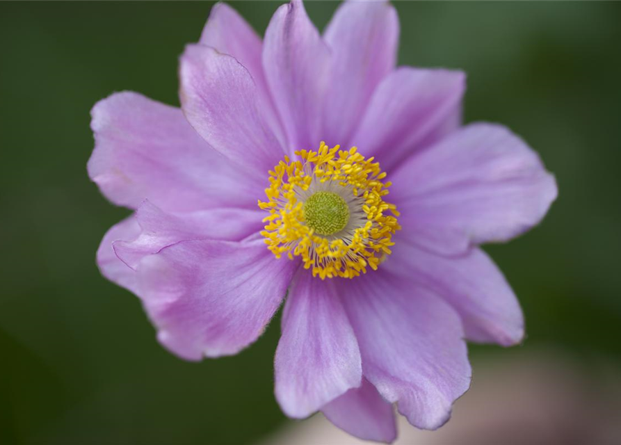 Anemone japonica