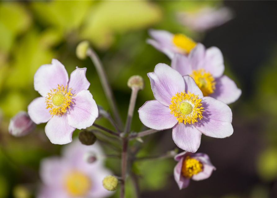 Anemone japonica