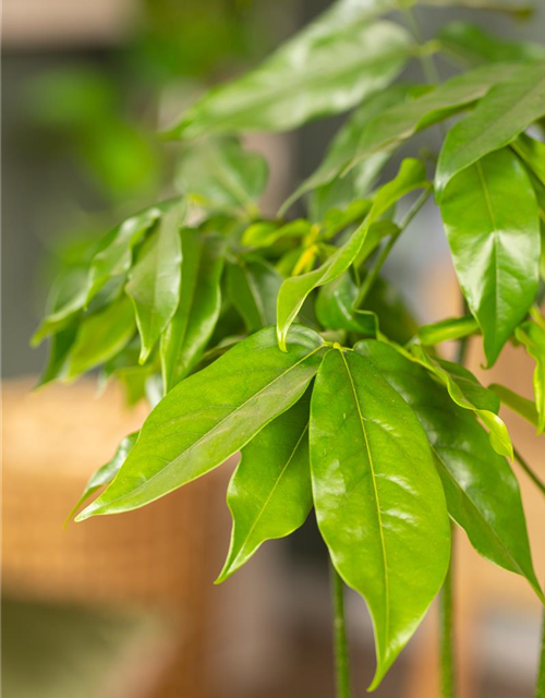 Castanospermum australe