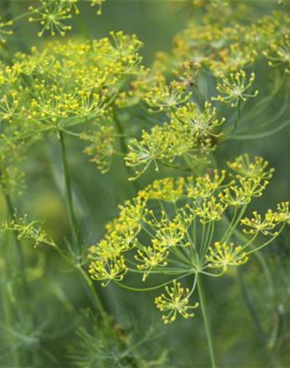 Anethum graveolens