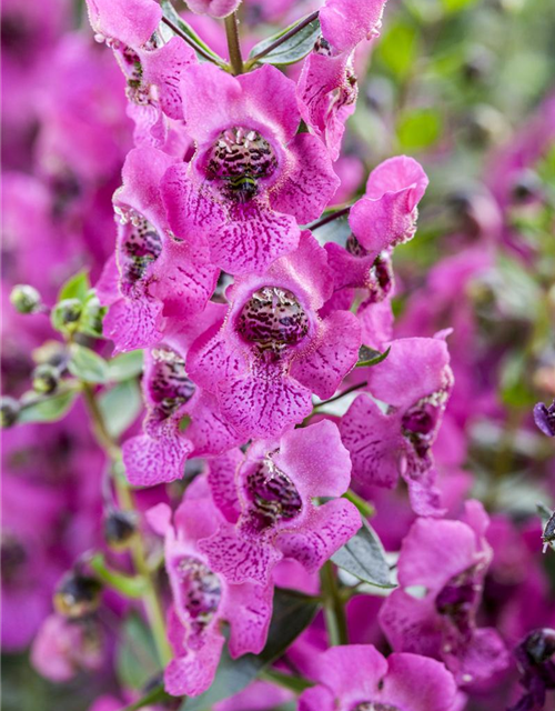 Angelonia hybrid