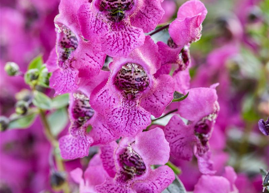 Angelonia hybrid