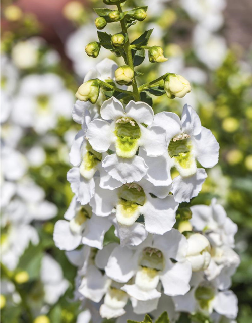 Angelonia hybrid