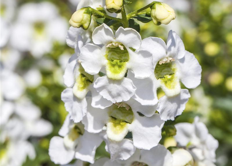 Angelonia hybrid