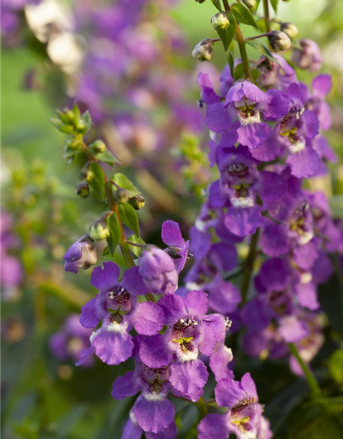 Angelonia hybrid