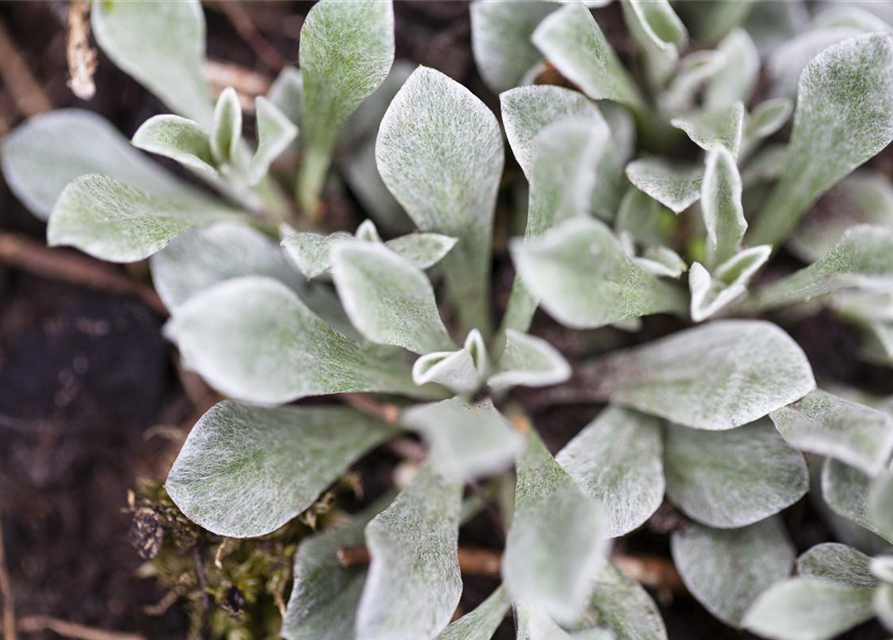 Antennaria dioica