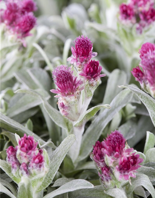 Antennaria dioica