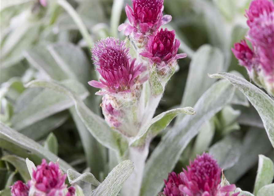 Antennaria dioica