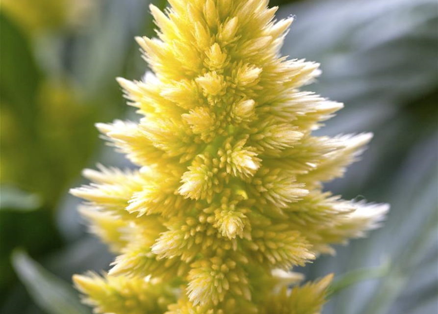 Celosia argentea