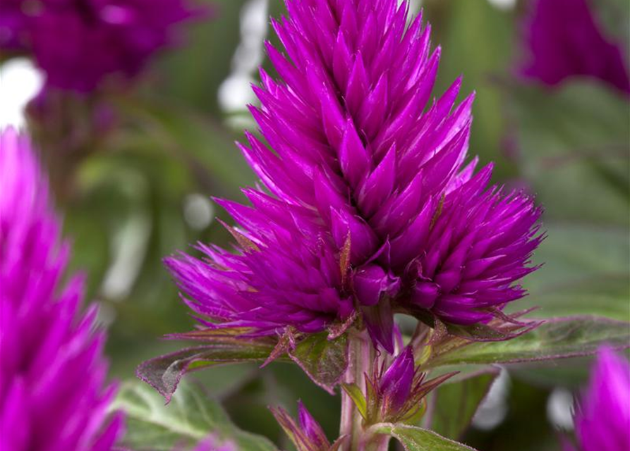 Celosia argentea