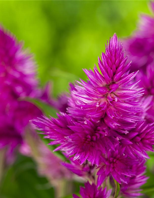 Celosia argentea