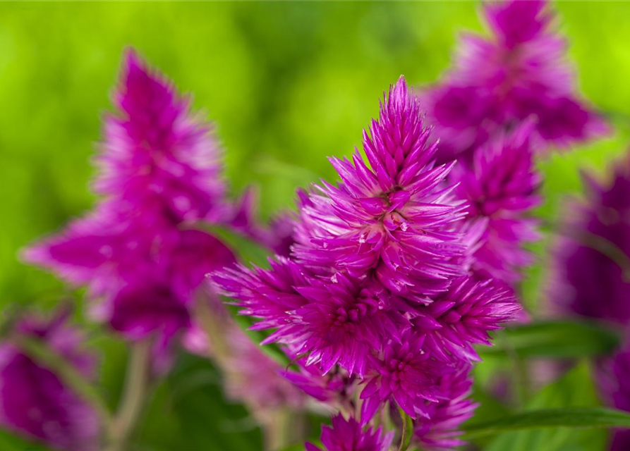 Celosia argentea