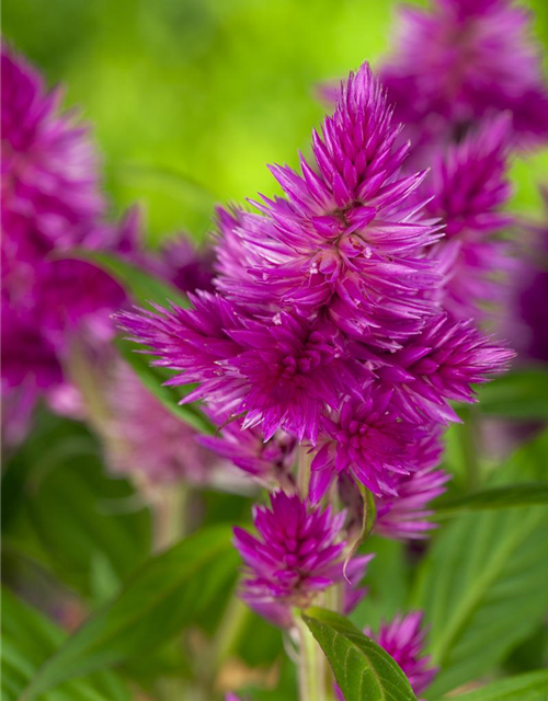 Celosia argentea