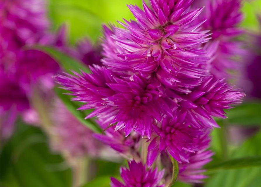 Celosia argentea