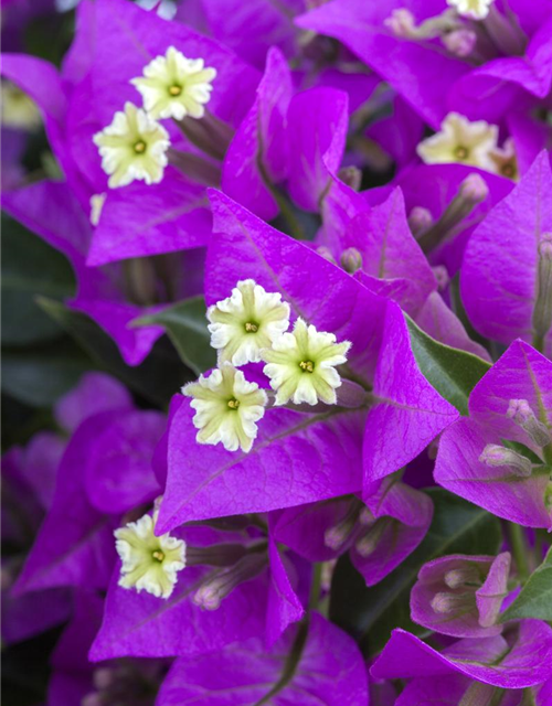 Bougainvillea