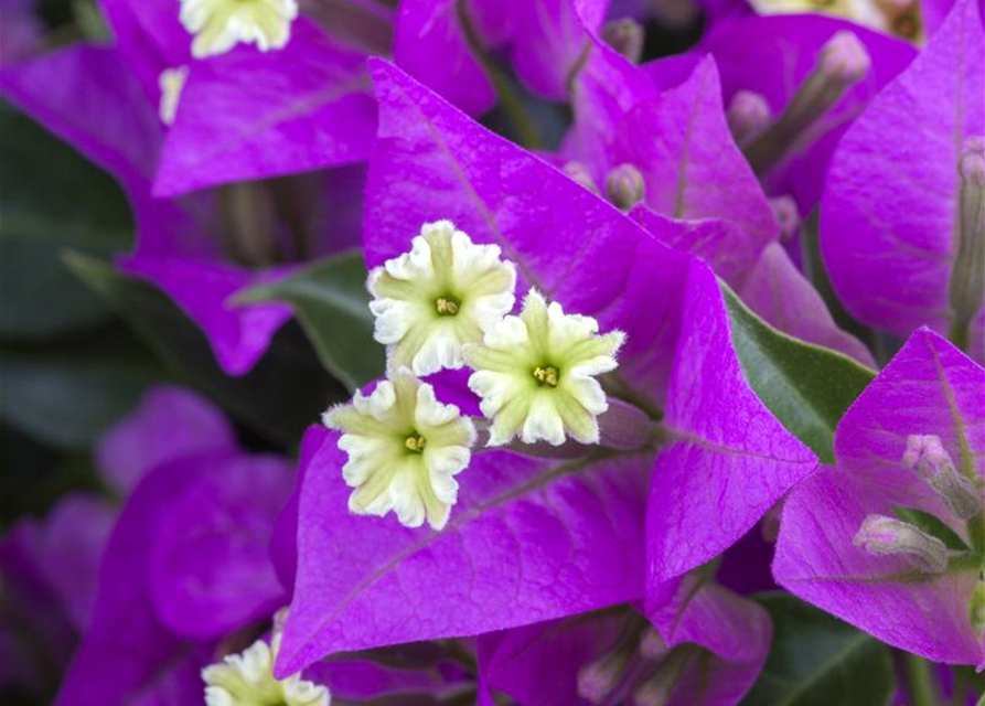 Bougainvillea