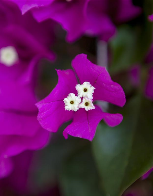 Bougainvillea