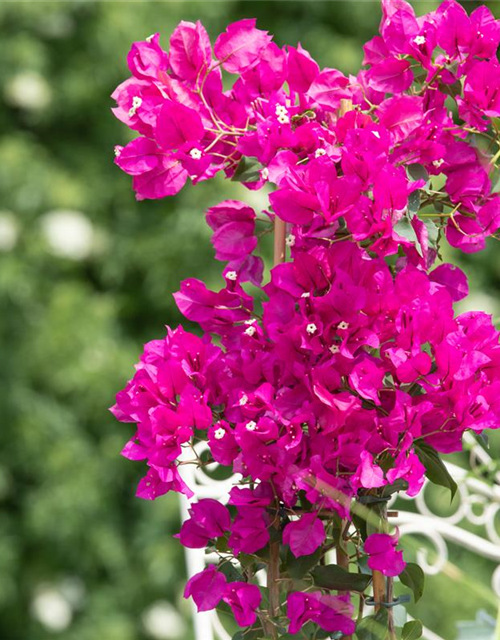 Bougainvillea