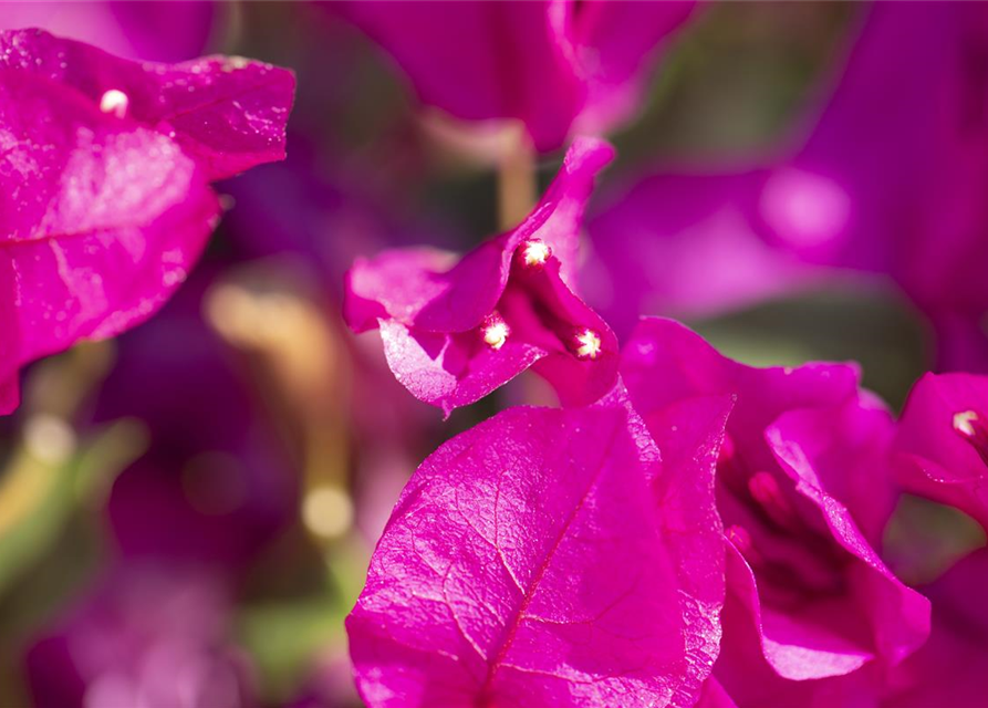 Bougainvillea